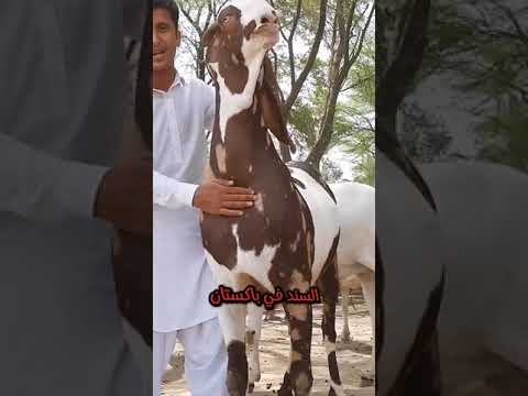 سلالة الماعز الباكستاني أو الماعز الكاموري من السلالات النادرة و الضخمة للماعز