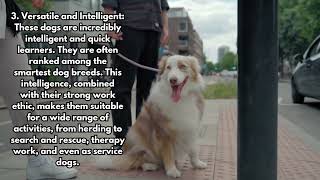 5 Facts About the Australian Shepherd by Daily Life With Dogs No views 6 months ago 1 minute, 21 seconds