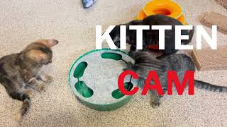 Kitten Cam  -  Interactive Toys Part 2 by Cat Depot 1,169 views 7 months ago 4 minutes