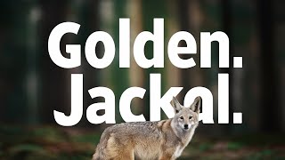 What Makes Den Jackals So Fearless?