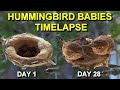 Allen's Hummingbird Babies from Hatching to Fledging the Nest