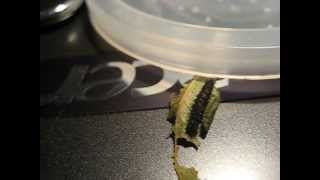 Cecropia Moth Caterpillar Molts for The First Time!