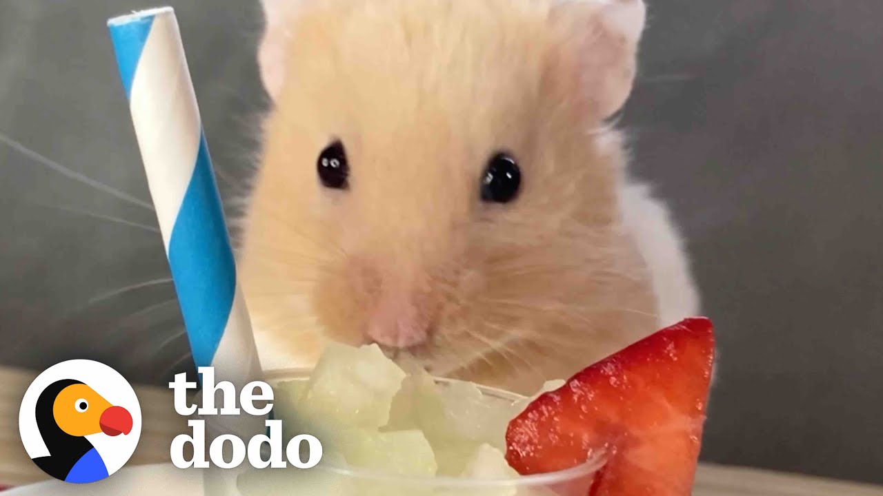 Hamster Destroys Almost Everything His Dad Feeds Him | The Dodo Little But Fierce