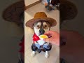 The only dog that lives by its will