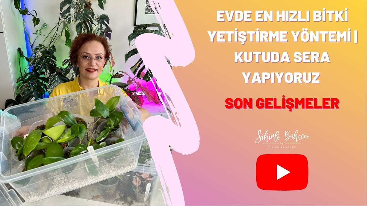 Evde En Hızlı Bitki Yetiştirme Yöntemi | Kutuda Sera Yapıyoruz | Son Gelişmeler