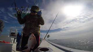 Catching baby red snapper in Pensacola Bay