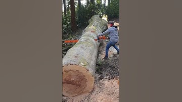 BIG Chainsaw - Stihl Ms880 + 64" Bar #chainsaw #outdoors #shorts #trending