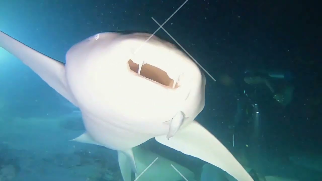 Malediwy 2022 Night dive with sharks Gdynia Dive