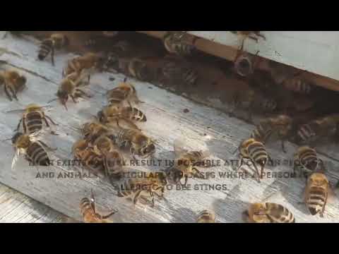 Local Bee Exterminator | Bee Control Services| Pest Service Quote