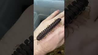 African Band Millipede 😐 #shorts