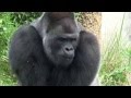 シャバーニのドラミング＆シャックリ Gorilla drumming & hiccup