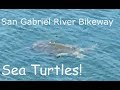 Cycling The San Gabriel River Bikeway LB To The Ocean, Sea Turtles!