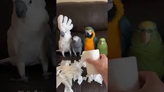 See and check which one is best at lying ? #parrot #parrots #parrottalking