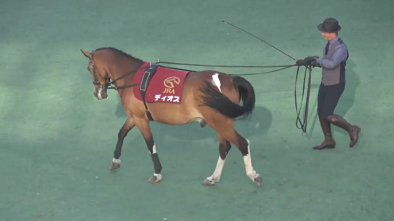 Horse Show 2026] Sapporo Performance: A Splendid Performance in