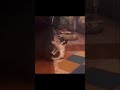 3m views crazy cat dance animals love dance