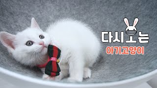 Cuty Kitten Binge-Watching (ENG SUB)