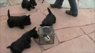 Scottie puppies meet a rat