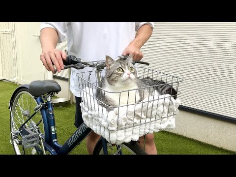 初めて猫と一緒にサイクリングしたら反応が可愛すぎました笑