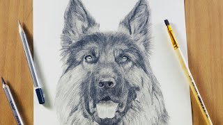 How to Draw German Shepherd / Dog / Graphite work