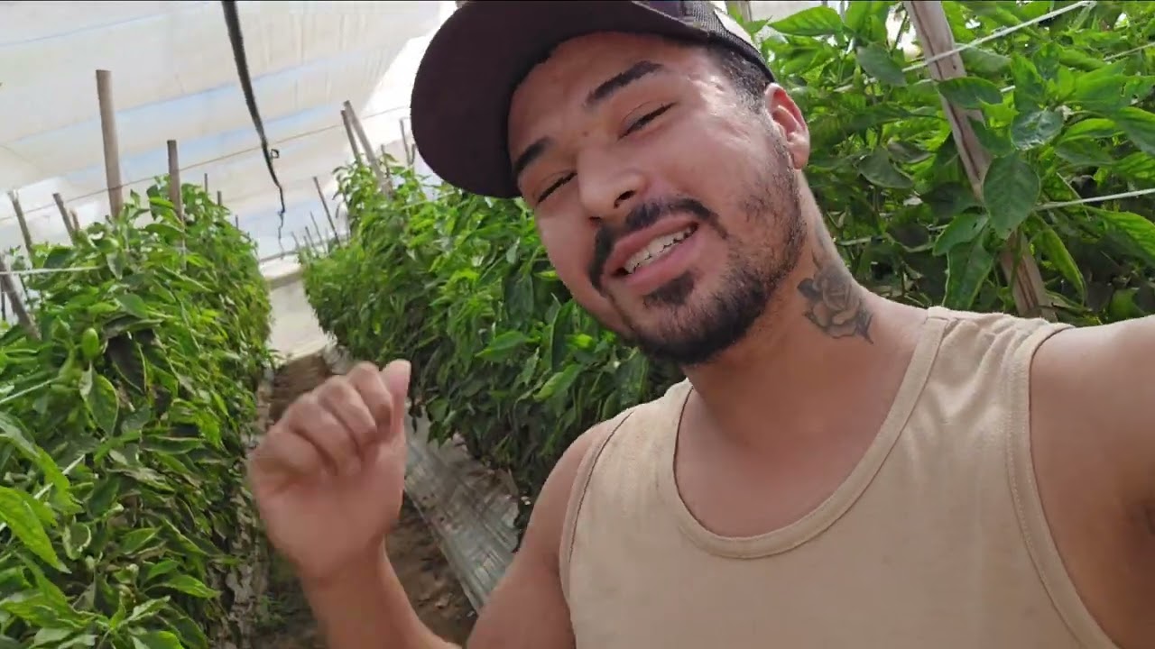 Quanto tempo dura o ciclo do Pimentão ?