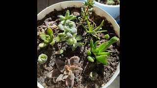 Yumurta Kabuğunda Sukulent