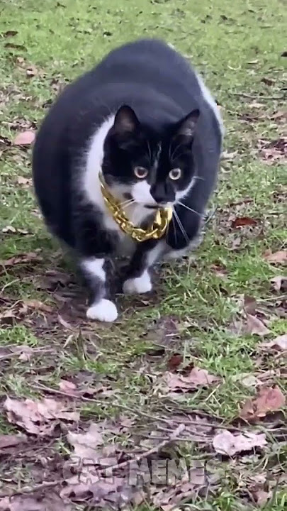 🐱Cat memes skibidi dop dop dop yes yes yes