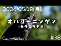 【2026/05/18(月)】 オハヨーニンゲン -カラスラヂオ- #38