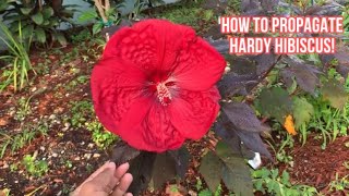 How To Propagate Hardy Hibiscus!!S:1,Ep.61//Ultimate Gardening
