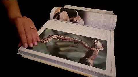 ASMR || Book Page Turning w/ Squeezing and Rain Sounds || Sleep and Relaxation || No Talking