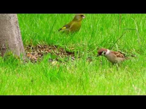 Под яблоней