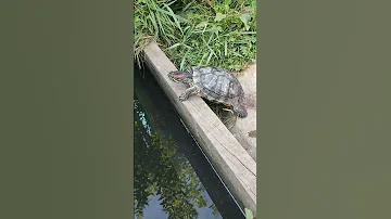 Домашняя черепаха на вольном выгуле🐢. Domestic turtles on the free range.