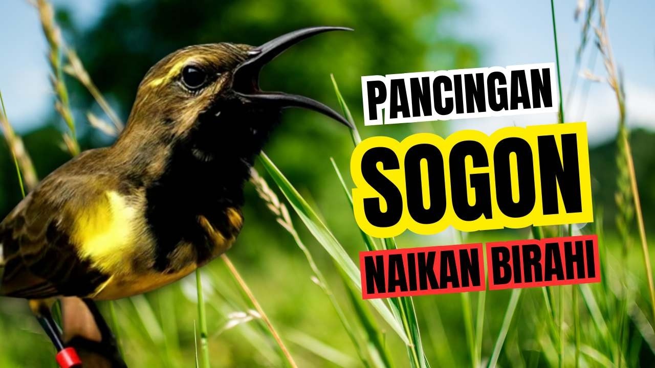 Bikin jebol birahi‼️ Pancingan sogon agar emosi bunyi gacor