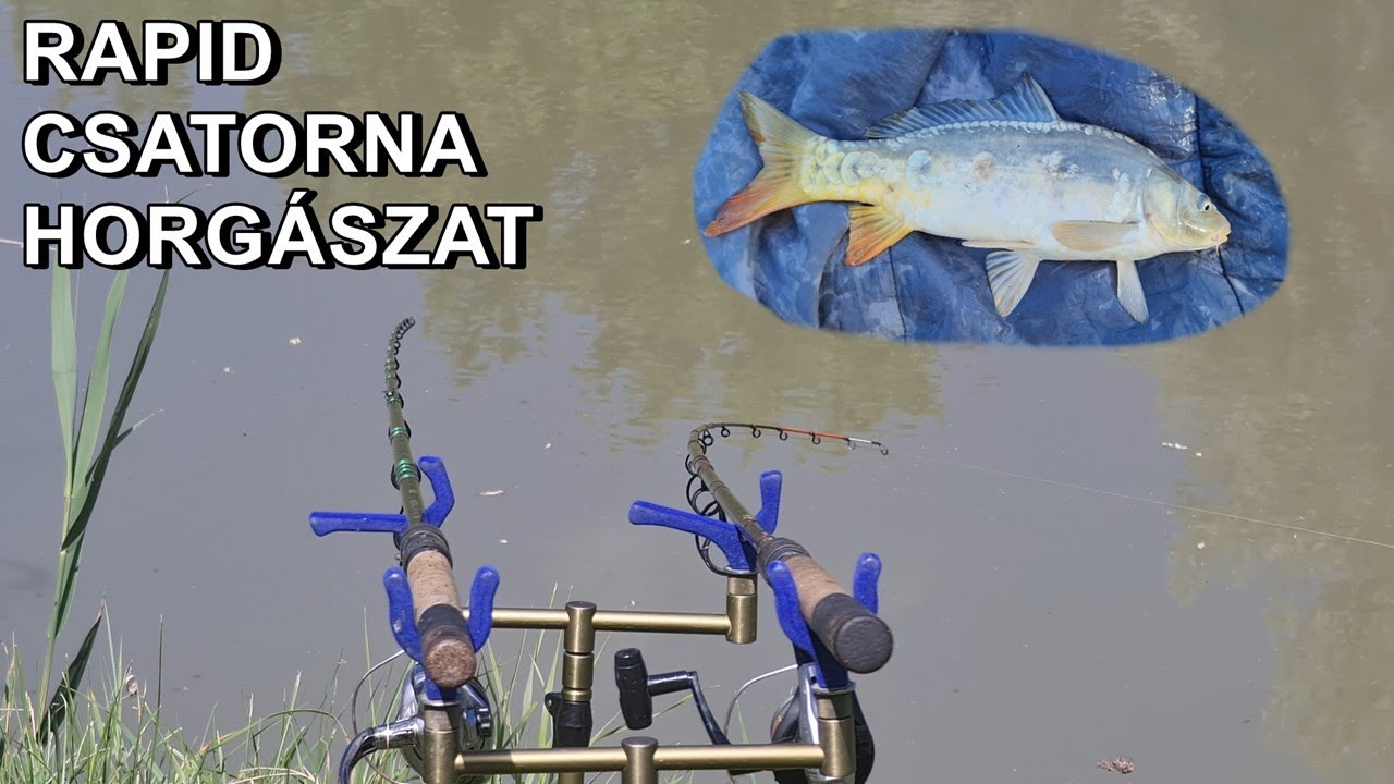 Rapid csatorna horgászat - Brutál pontyok a csatorna sűrűjében