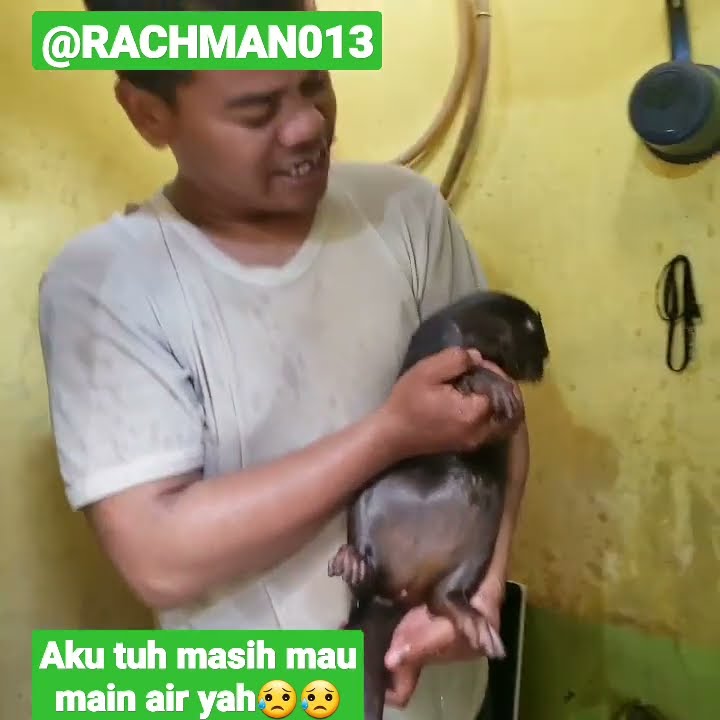 VIRAL !! P4RAH || Ada yang nangis pas Mandiin siberang-berang cantik#otter #animals #viral #fyp