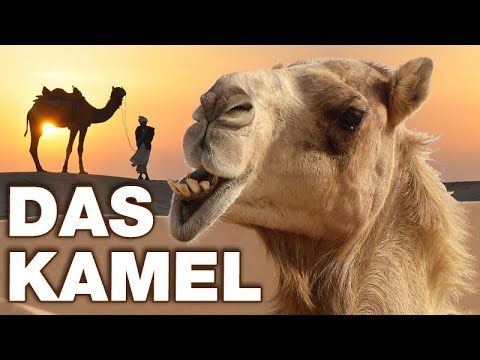 Video: Was Das Kamel Isst