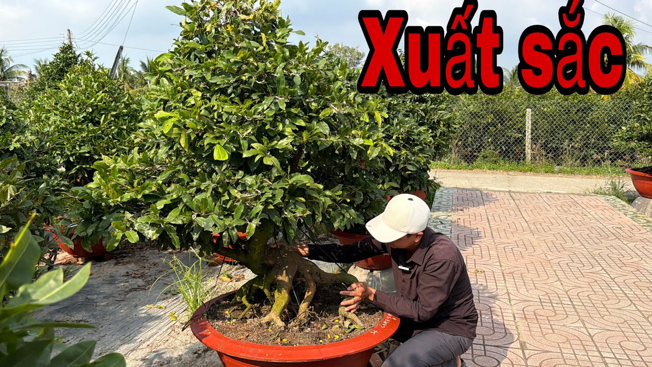 23/12📱036 9885804 gặp Đảm📱mai vàng chơi Tết hàng đẹp