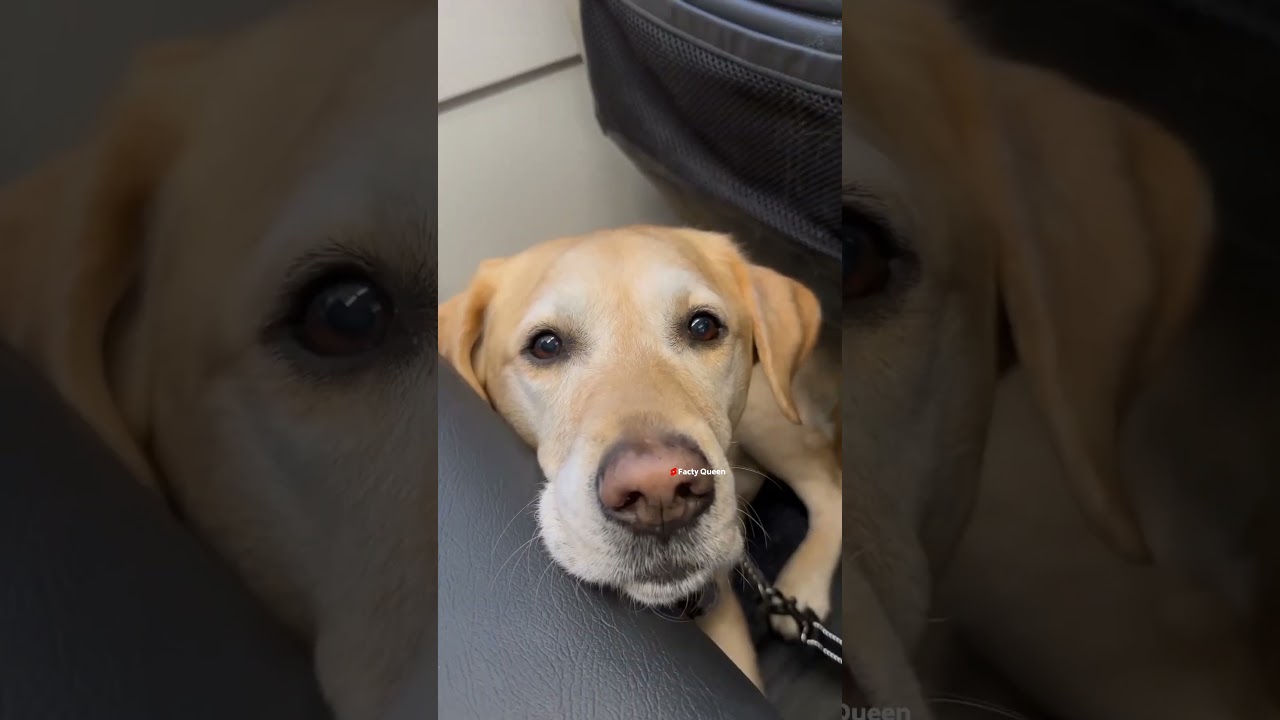 The Smartest Dog In The World🐕🌎