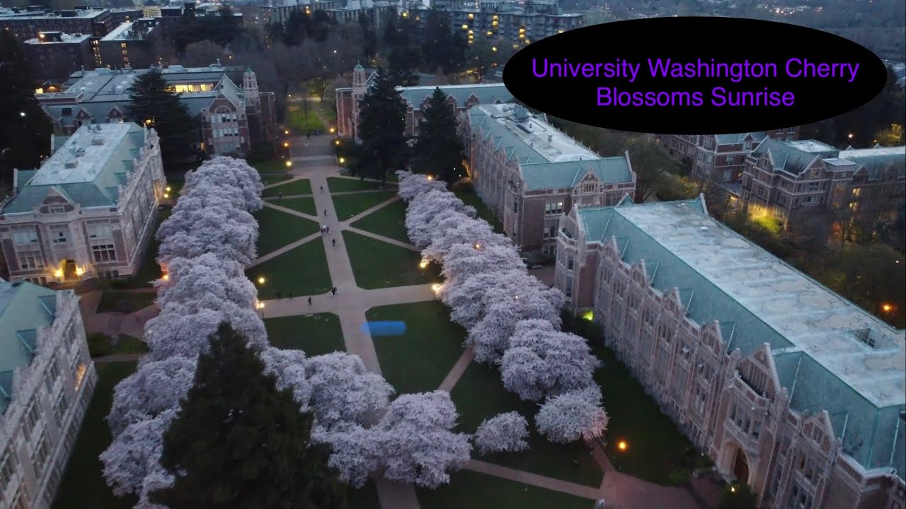University of Washington Cherry Blossoms Sunrise YouTube