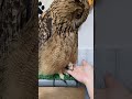 大きいようで小さいフクロウのおみ足(〇v〇) #shorts