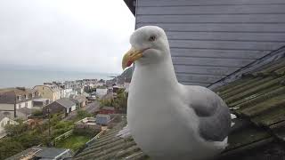 Solo Male on Guard | Update!! | Seagull TV EP 46