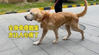 瘦骨嶙峋的繁殖犬壹輩子經曆太多苦難讓人心裏無比酸痛