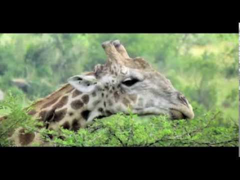 Video: Ektefellene Fra Sør-Afrika Er Sikre På At Et Ondt Monster Tokoloshe Har Bosatt Seg I Huset Deres - Alternativ Visning