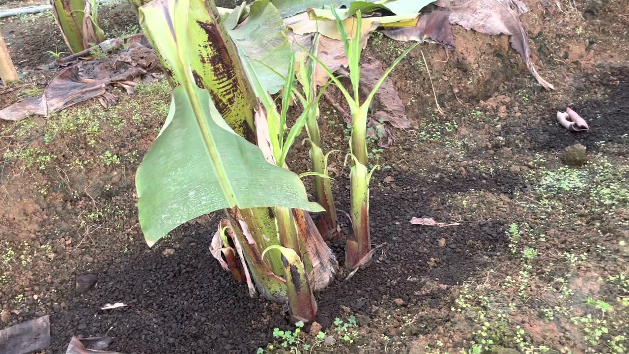 Çiçek döneminde doğum olmaması İçin Eylül ayı içinde hangi boy muz fidanları tercih edilmelidir.