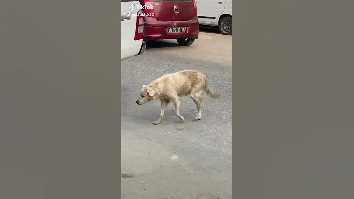 Take care of our pets please this is what happened...