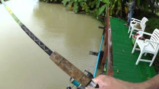 Pacu - Fishing Thailande - Panasonic Hx A500.