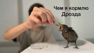 МОЙ ДРОЗД ОПЕРИЛСЯ🐦‍⬛И ПОДРОС