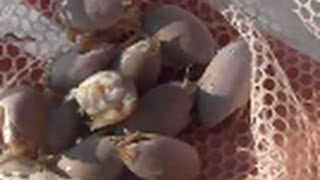 How to Catch Sandfleas with Bare Hands or Small Net for Bait - Sand Crabs