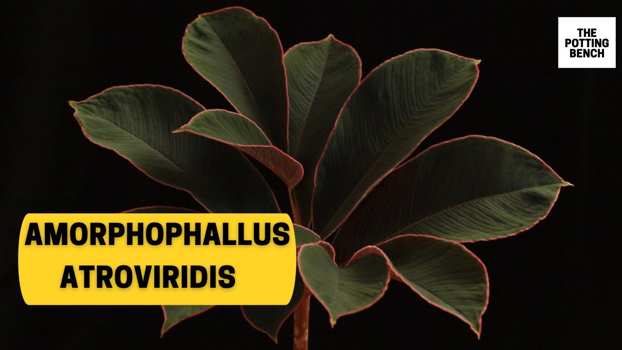 Amorphophallus Atroviridis | Voodoo lily |