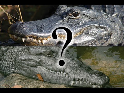 Vídeo: Diferença Entre Caiman E Alligator