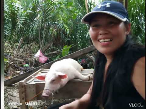I SLAUGHTER A PIG IN THE FIRST TIME #catmonvlogger @indaydisss751